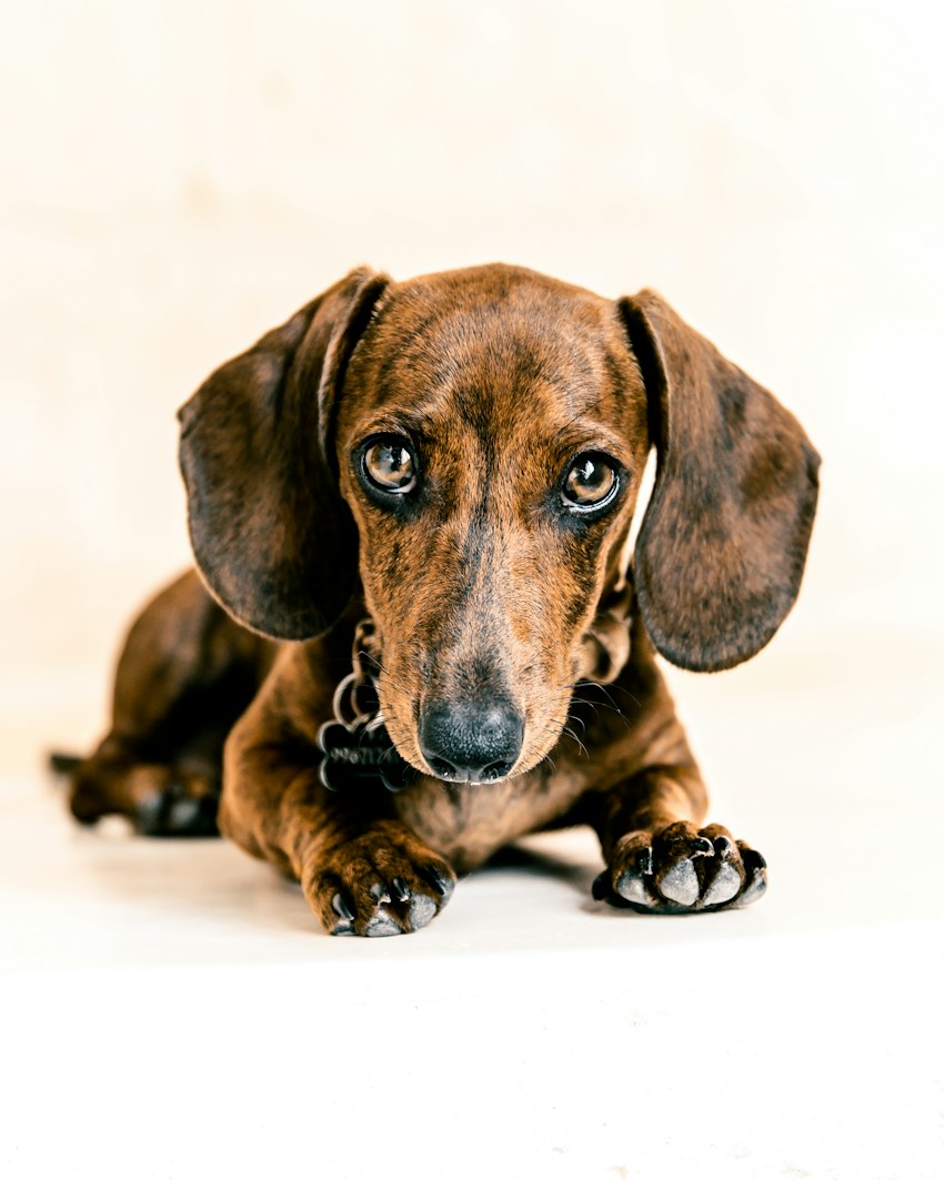 A brown dachshund puppy