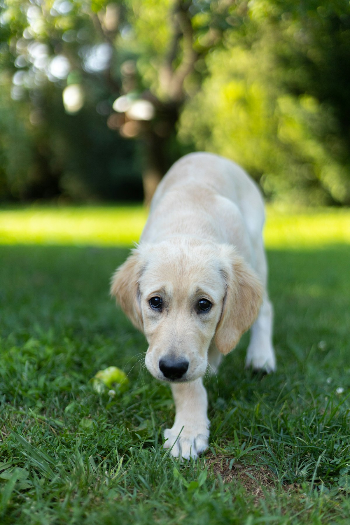 A golden retriever puppy standing on a lawn