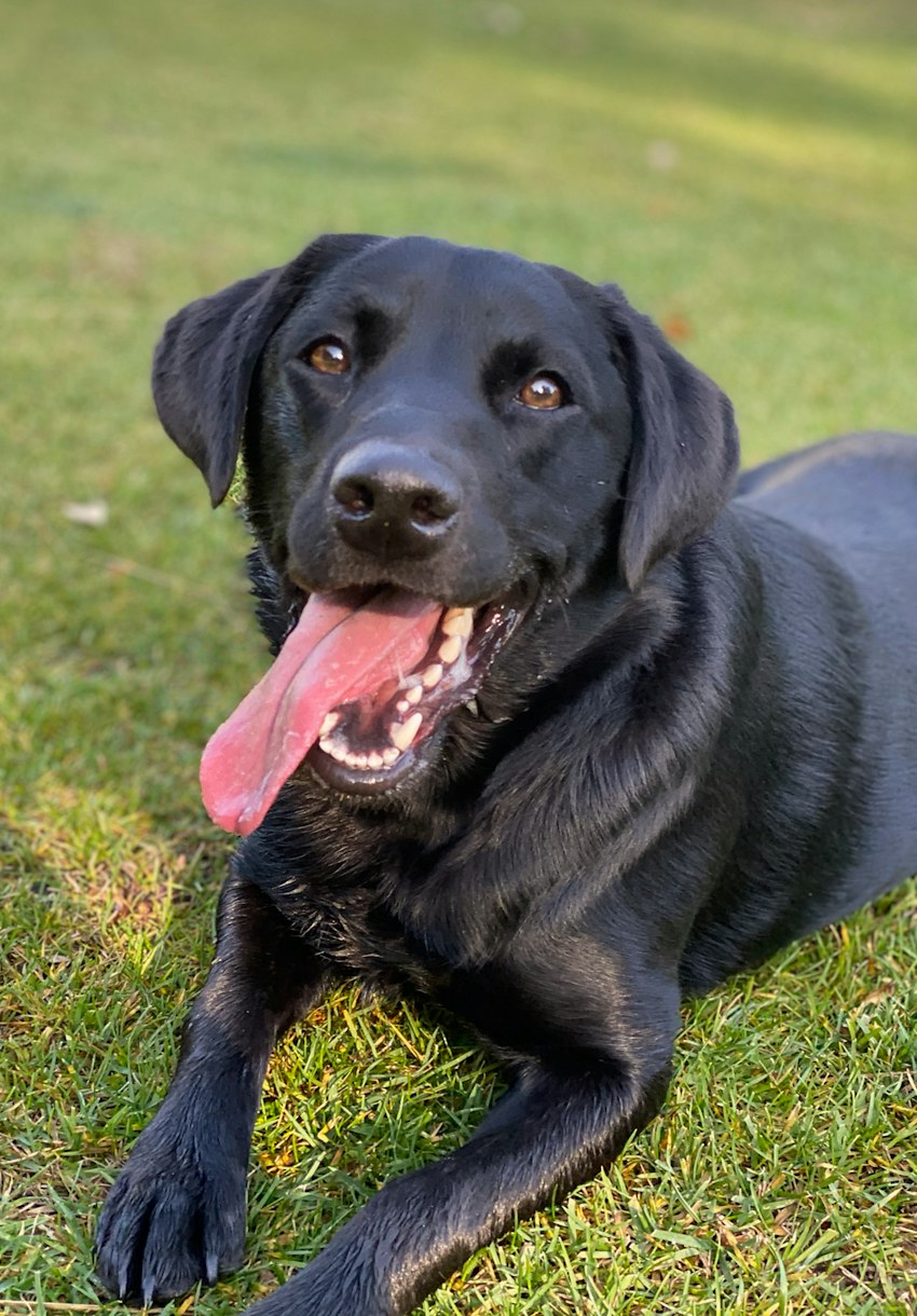 A black Labrador resting on grass