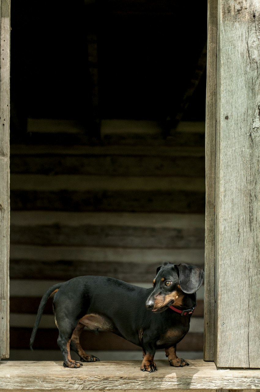 A dachshund in a wooden doorway